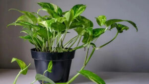 Money Plant: మనీ ప్లాంట్‌తో నిజంగా సంపద పెరుగుతుందా.. మీరు పక్కా తెలుసుకోవాల్సిన విషయాలు ఇవే..