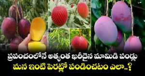 ప్రపంచంలోనే అత్యంత ఖరీదైన మామిడి పండ్లు.. మన ఇంటి పెరట్లో పండించటం ఎలా..?