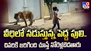 వీధిలో నడుస్తున్నపెద్ద పులి.. చివరికి జరిగింది చూస్తే నోరెళ్లబెడతారు