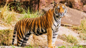 Tiger: అయ్యబాబోయ్ సిగ్గెక్కువే.! పులి ఎన్ని రోజులకు ఓసారి వేటాడుతుందో తెల్సా
