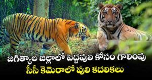 జగిత్యాల జిల్లాలో పెద్దపులి కోసం గాలింపు.. సీసీ కెమెరాలో పులి కదలికలు
