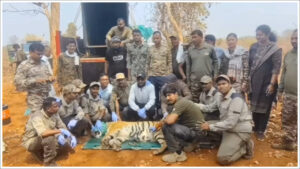 Tiger Terror: వామ్మో మ్యాన్ ఈటర్స్.. చంద్రపూర్ జిల్లాను వణికిస్తున్న రక్తం రుచిమరిగిన పులులు