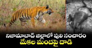 నిజామాబాద్ జిల్లాలో పులి సంచారం.. మేకల మందపై దాడి