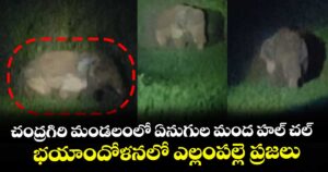 చంద్రగిరి మండలంలో ఏనుగుల మంద హల్ చల్... భయాందోళనలో ఎల్లంపల్లె ప్రజలు