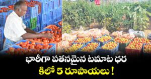 భారీగా పతనమైన టమాట ధర.. కిలో 5 రూపాయలు !