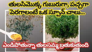 తులసి మొక్క గుబురుగా, పచ్చగా పెరగాలంటే ఇది ఒక్క చెంచా వేయండి చాలు..