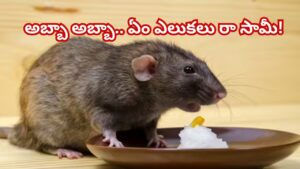 అబ్బా అబ్బా.. ఏం ఎలుకలు రా సామీ! డోంట్‌ వర్రీ..ఇలా చేశారంటే పరుగో పరుగు