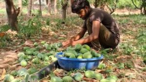 మధ్యప్రాచర్యం ఉద్రిక్తతలకు విలవిలలాడుతున్న తెలుగు రాష్ట్రాల రైతులు.. యుద్ధానికి అన్నదాతకు లింకేంటీ..?