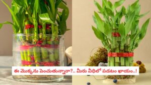 Lucky Bamboo : మీ ఇంట్లో ఈ మొక్క ఉందా?.. ఈ చిన్న తప్పు చేస్తే అదృష్టం కాస్తా దరిద్రంగా మారుతుంది జాగ్రత్త!