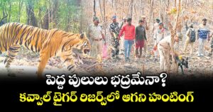 పెద్ద పులులు భద్రమేనా?..కవ్వాల్  టైగర్ రిజర్వ్ లో ఆగని హంటింగ్