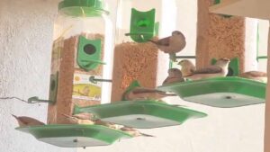 World Sparrows Day: మీకు ఇది తెలుసా.. పిచ్చుకల కోసం ప్రత్యేక దినోత్సవం.. అది ఎప్పుడంటే..?