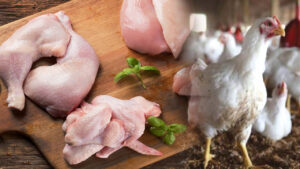 Chicken Price: మాంసం ప్రియులకు గుడ్‌న్యూస్‌.. భారీగా తగ్గిన చికెన్‌ ధరలు.. కేజీ ఎంతంటే..!