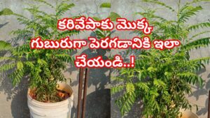 వేసవిలో మీ కరివేపాకు మొక్క ఎండిపోతోందా? గుబురుగా పెరగడానికి ఈ 5 చిట్కాలు పాటించండి!
