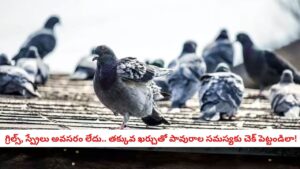 Pigeon Repellent Hack : ఐదు నిమిషాల్లో బాల్కనీకి వచ్చిన పావురాన్ని తరిమివేయండి.. సోషల్ మీడియాలో వైరల్ అవుతున్న క్రేజీ ట్రిక్!