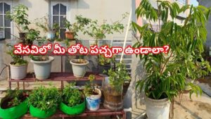 Home Garden Care:వేసవిలో మీ తోట పచ్చగా ఉండాలా? ఈ గార్డెనింగ్ చిట్కాలు మీ కోసమే!