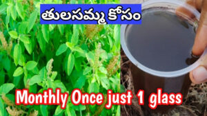 నెలకు ఒక్కసారి ఒక్క గ్లాస్ ఇది వేయండి.. ఎండాకాలంలోనూ తులసమ్మ నిగనిగలాడుతుంది..