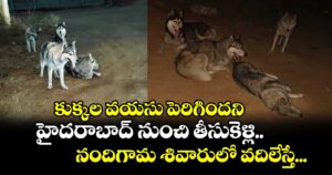 కుక్కల వయసు పెరిగిందని... హైదరాబాద్ నుంచి తీసుకెళ్లి నందిగామ శివారులో వదిలేస్తే...