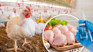 Broiler Chicken Facts: బ్రాయిలర్ కోళ్లకు నిజంగా హార్మోన్లు ఇస్తారా..? చికెన్‌పై ఉన్న అపోహల వెనుక అసలు నిజం ఇదే..