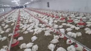 Chickens Die: ఘోర ఘటన.. 3 గంటల్లో 5,300 కోళ్లు మృతి.. కారణం ఏంటంటే..