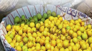 ఆంధ్రప్రదేశ్ గర్వం – గుంటూరు ఇప్పుడు నిమ్మకాయల హబ్!