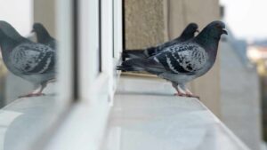 Balcony Tips : బాల్కనీలో పావురాల లొల్లి ఎక్కువైందా.? ఈ సింపుల్ ట్రిక్స్‌తో గుడ్‌బై చెప్పేయండి.!