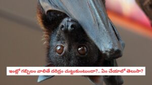 Vastu Tips: రాత్రి వేళ ఇంట్లోకి గబ్బిలం వస్తే ఏం జరుగుతుంది?.. అది అశుభ సంకేతమా? వాస్తు శాస్త్రం ఏం చెబుతోంది!