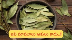Benefits of Bay Leaf: బిర్యానీ ఆకుతో డబ్బు, ఆరోగ్యం, అదృష్టం.. ఈ అద్భుతాలు నిజంగా ఆశ్చర్యమే!