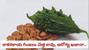 Bitter Gourd Seeds: కాకరకాయ గింజలు చెత్త కావు, ఆరోగ్య ఖజానా.. పారేసే ముందు ఈ నిజాలు తెలుసుకోండి!