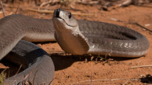 Snake: భూమి మీద అత్యంత ప్రమాదకర పాము.. కన్నుమూసి తెరిచేలోపే ప్రాణాలు తీసేయగలదు!
