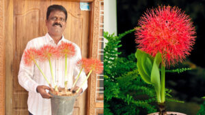 ఏడాదికి ఒక్కసారే వికసించే వింత పుష్పం.. టెర్రస్ గార్డెన్‌లో కనువిందు చేస్తున్న ఫుట్‌బాల్ లిల్లీ!