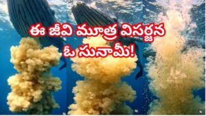 ఓరీ దేవుడో.. ఈ సముద్రపు జీవి రోజుకు 900 లీటర్లకు పైగా మూత్ర విసర్జన చేస్తుందట..! అది మినీ సునామీ వంటిది?