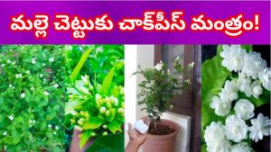 సీజన్‌తో పనిలేదు.. మల్లె చెట్టుకు గుత్తులు గుత్తులుగా పూలు పూయాలా? ఈ ‘చాక్ పీస్’ ట్రిక్ ట్రై చేయండి!