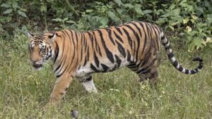 Tiger Attack: తునికాకు కోసం వెళ్లిన కూలీలపై విరుచుకు పడిన పెద్దపులి.. నలుగురు మృతి!