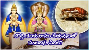 ఇంట్లో బొద్దింకలు పెరిగితే దురదృష్టమా? రాహు-కేతు దోషాలకు ఇవే సంకేతాలట