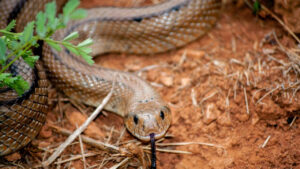 Snakes: ఈ చిన్న వస్తువుతో పాముల పని పట్టొచ్చు.. ఇలా చేస్తే మీ ఇంటి దరిదాపుల్లోకి మళ్లీ రావు..