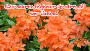 ఇలా చేస్తే చాలు.. కనకాంబరాలు గుత్తులు గుత్తులుగా పూస్తాయి..