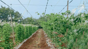 Success Story: ఈ కూరగాయ సాగు రైతును ధనవంతున్ని చేసింది.. సీఎం చేతుల మీదుగా సత్కారం..!