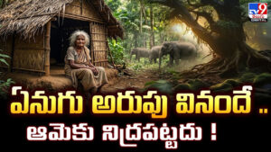 ఏనుగు అరుపు వినందే.. ఆమెకు నిద్రపట్టదు !