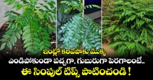 ఇంట్లో కరివేపాకు మొక్క ఎండిపోకుండా పచ్చగా, గుబురుగా పెరగాలంటే.. ఈ సింపుల్ టిప్స్ పాటించండి !