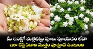 మీ ఇంట్లో మల్లెచెట్టు పూలు పూయడం లేదా.. ఇలా చేస్తే ఏడాది మొత్తం పూస్తూనే ఉంటుంది...