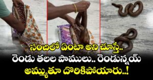 సంచిలో ఏంటా అని చూస్తే.. రెండు తలల పాములు.. రెండున్నయ్.. అమ్ముతూ దొరికిపోయారు..!