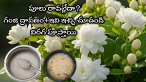 మల్లె పూలు చెట్టు నిండా విరగ పూయాలి అంటే ఇది ఇవ్వండి చాలు..