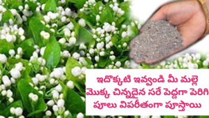 ఇదొక్కటి ఇవ్వండి.. ఇంత ఎండలకు కూడా మల్లె చెట్టు తెగ పూలు పూస్తుంది..
