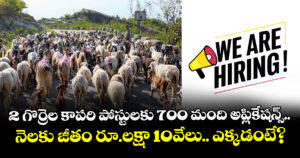2 గొర్రెల కాపరి పోస్టులకు 700 మంది అప్లికేషన్స్.. నెలకు జీతం రూ.లక్షా 10వేలు.. ఎక్కడంటే?