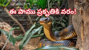 గూడు కట్టే ఏకైక పాము.. రైతులకు సాయం చేసే అసలైన కాపరి! ఎదురుపడిందంటే..