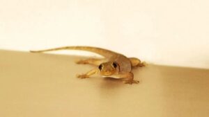 lizard: బల్లులను తరిమికొట్టే పవర్ ఫుల్‌ వెపన్స్.. ఈ మొక్కలు ఇంట్లో ఉంటే వాటికి దడే!
