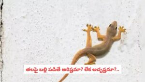 Astrology Tips: మీ తలపై బల్లి పడిందా?..  ఆ పెద్ద మార్పుకు టైమ్ దగ్గరపడినట్టే!