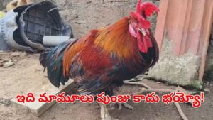Rooster: కోళ్లు కూడా ఇన్నేళ్లు బతుకుతాయా?.. దీని వయసెంతో తెలిస్తే..