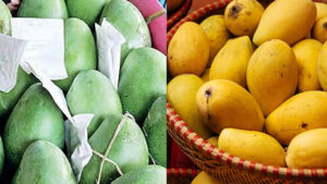 Mangoes: ఎంత చిత్రం.. రాత్రి ఏమో మామిడికాయలు.. తెల్లారేసరికి పండ్లు..