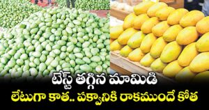 టేస్ట్ తగ్గిన మామిడి.. లేటుగా కాత.. పక్వానికి రాకముందే కోత...